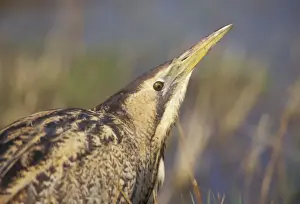 Bittern