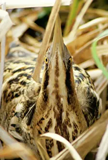Protection Prints: Bittern Bird RES 155 Hiding in reeds Botaurus stellaris © George Reszeter / ARDEA LONDON