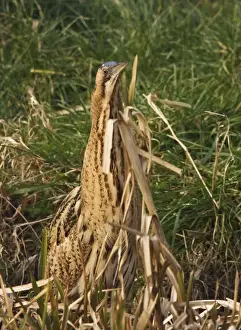 Bittern Prints: Bittern - Camouflaged behind reeds - Feb Norfolk UK