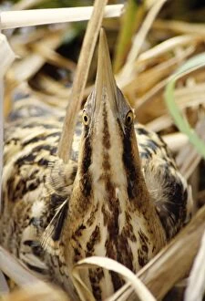 BITTERN - close-up, Sky pointing in reeds