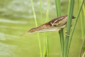 Least Bittern - extending neck to catch fish