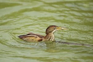 Least Bittern - with fish