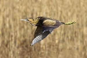 Bittern - in flight over reed bed