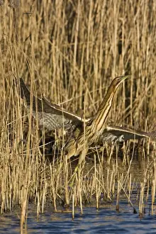 Bittern - Flying off from reed edge - December - Norfolk UK