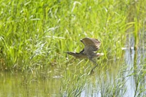 Bittern - flying over reed bed