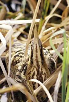 Bittern Prints: Bittern - hiding in reeds