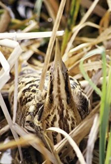 BITTERN - at nest, sky pointing