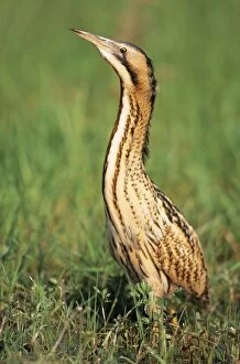 BITTERN - outside reed beds, searching for prey