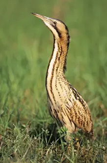 Bittern Prints: Bittern - Outside reed beds searching for prey