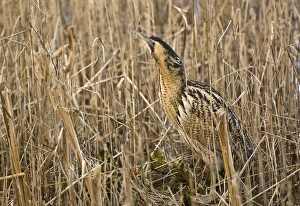 Images Dated 6th January 2008: Bittern - In reedbed neck raised - South Yorkshire - England