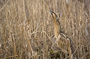 Images Dated 6th January 2008: Bittern - In reedbed neck raised - South Yorkshire - England