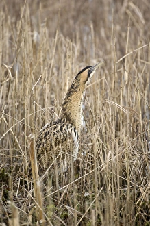 Images Dated 6th January 2008: Bittern - In reedbed neck raised - South Yorkshire - England