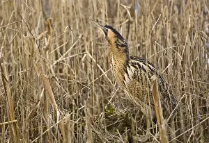 Bittern - In reedbed neck raised - South Yorkshire - England