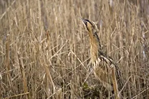Bittern - In reedbed neck raised - South Yorkshire - England