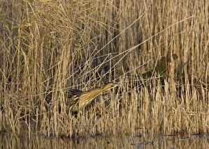 Images Dated 11th December 2007: Bittern -Stalking in reeds - December- Norfolk UK