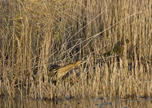 Images Dated 11th December 2007: Bittern -Stalking in reeds - December- Norfolk UK