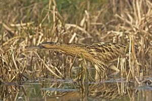 Bittern -Stalking along water edge in reeds