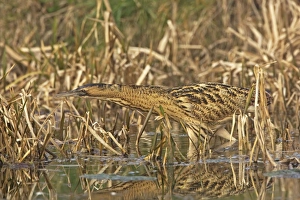 Images Dated 12th February 2008: Bittern -Stalking along water edge in reeds - Feb - Norfolk UK