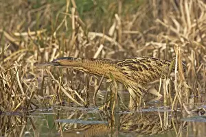 Bittern Prints: Bittern -Stalking along water edge in reeds - Feb - Norfolk UK
