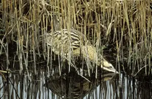 Reedbed Prints: Bittern In water & reeds