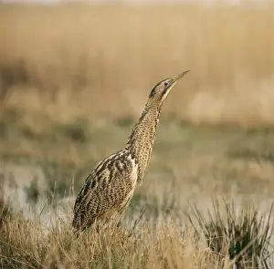 Bittern ZT 232 Botaurus stellaris © Zdenek Tunka / ARDEA LONDON