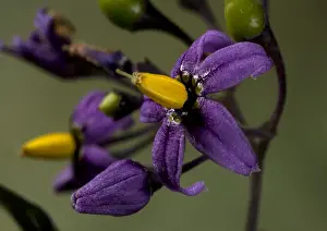 Hedges Prints: Bittersweet Nightshade