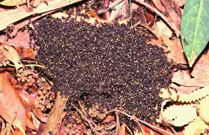 Bivouac or Dolly ants - Nesting in soil or in trees, these ants forage in columns