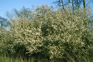 Bkackthorn Hedge Loddon Valley, Reading, UK