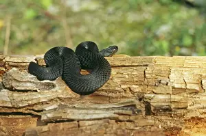 Viper Prints: Black Adder