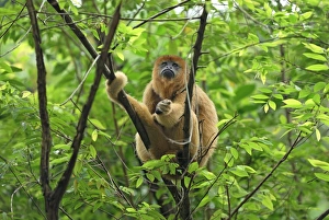 Images Dated 15th November 2007: Black-and-gold Howler - Brazil