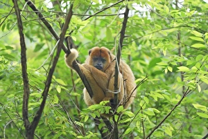 Images Dated 15th November 2007: Black-and-gold Howler - Brazil