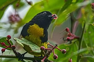 Black-and-gold Tanager, Las Tangaras Bird Reserve