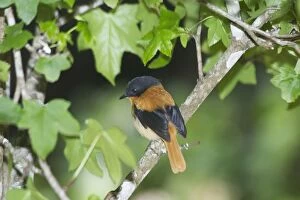 Images Dated 24th January 2005: Black-and-orange / Black and Rufous Flycatcher - Inhabits evergreen forests