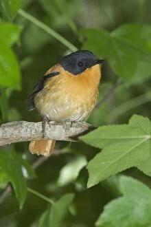 Images Dated 24th January 2005: Black-and-orange / Black and Rufous Flycatcher Inhabits evergreen forests