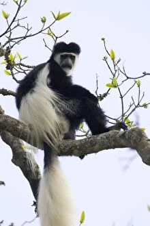 Images Dated 15th July 2005: Black-and-white Colobus Monkey Aberdares National Park, Kenya