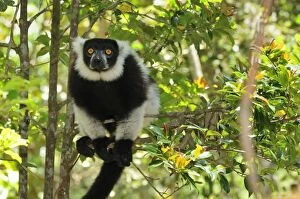 Images Dated 17th January 2008: Black-and-white Ruffed Lemur