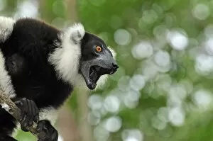 Images Dated 17th January 2008: Black-and-white Ruffed Lemur - calling