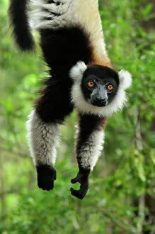 Black And White Gallery: Black-and-white Ruffed Lemur - hanging upside down