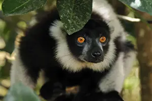 Black-and-white Ruffed Lemur - Toamasina / Tamatave - Eastern Madagascar