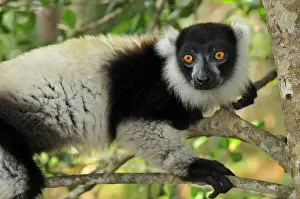 Black-and-white Ruffed Lemur - Toamasina / Tamatave - Eastern Madagascar