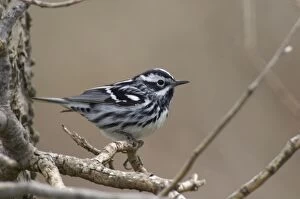 Images Dated 12th May 2005: Black-and-white Warbler - Male perched on branch, Spring. Point Pelee, Ontario, Canada _TPL5988