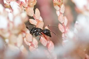 Black Ant - over pink flowers