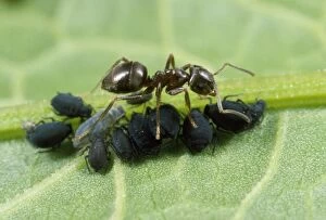 Images Dated 1st October 2012: Black Ant - tending black bean aphids