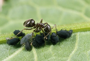 Images Dated 1st October 2012: Black Ant - tending black bean aphids - UK