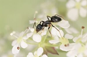 Black ANTS