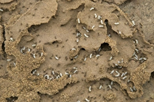 Images Dated 18th March 2005: Black Ants - with larvae at nest