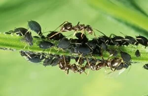 Black ANTS - tending black aphids