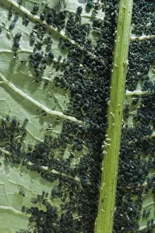 Aphid Prints: Black Aphid Colony - on great water dock