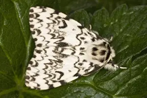 Black Arches (Lymantria dispar), Dorset