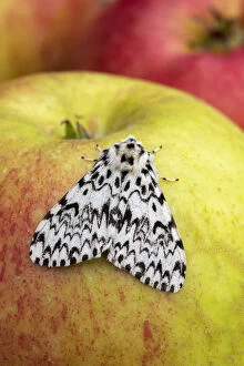 Apples Gallery: Black Arches Moth - on Apple - Cornwall - UK